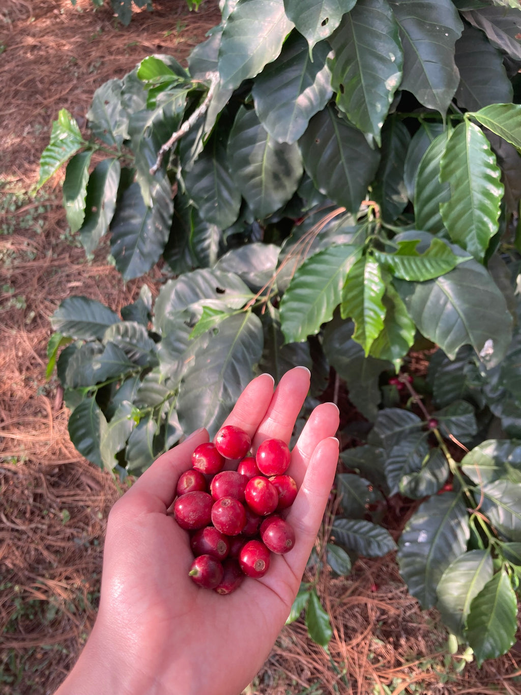 Gudmors Kaffe 500 g "Nevado" Natural Anaerobic Whole Beans