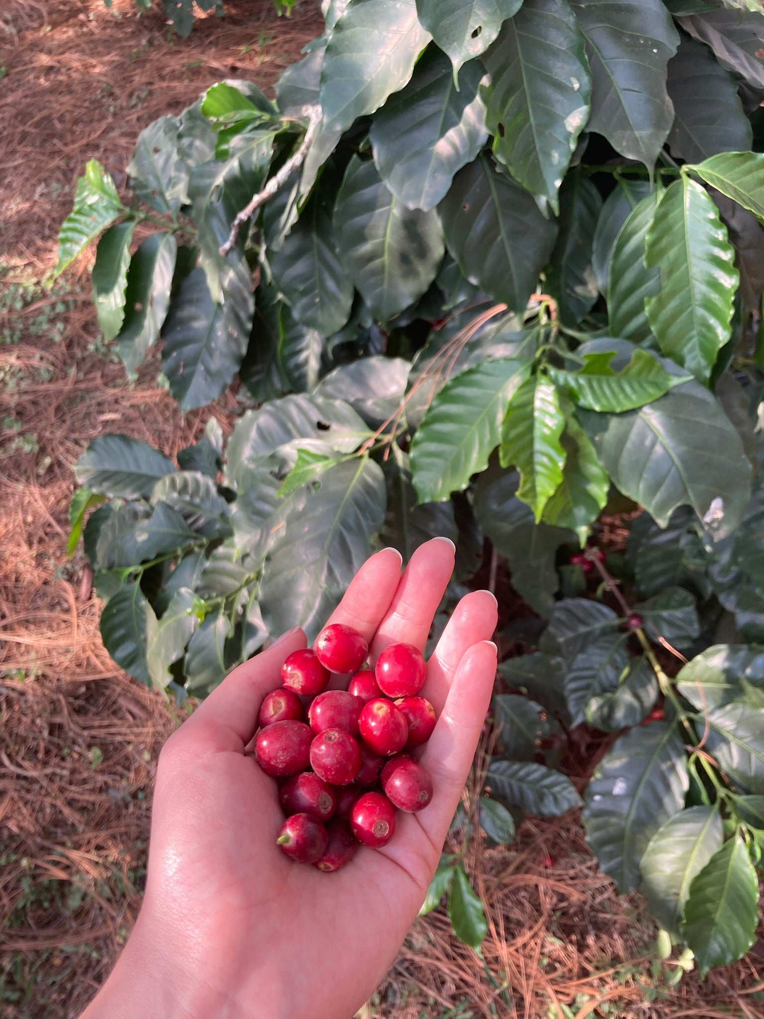 Gudmors Kaffe 500 g "Nevado" Natural Anaerobic Whole Beans