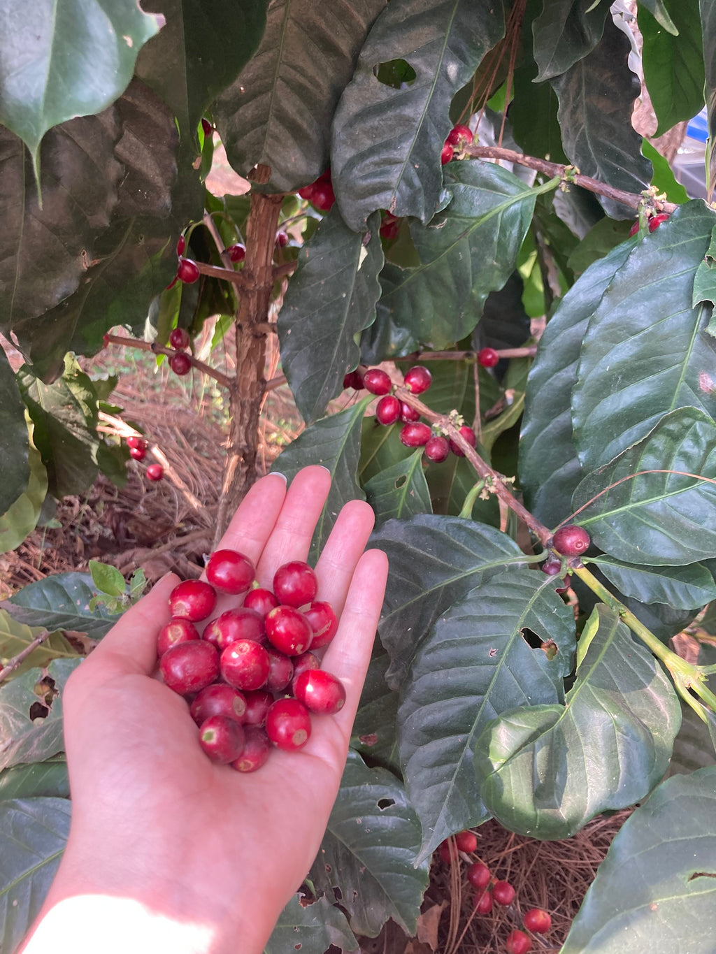 Gudmors Kaffe 250 g "Nevado" Natural Anaerobic Whole Beans