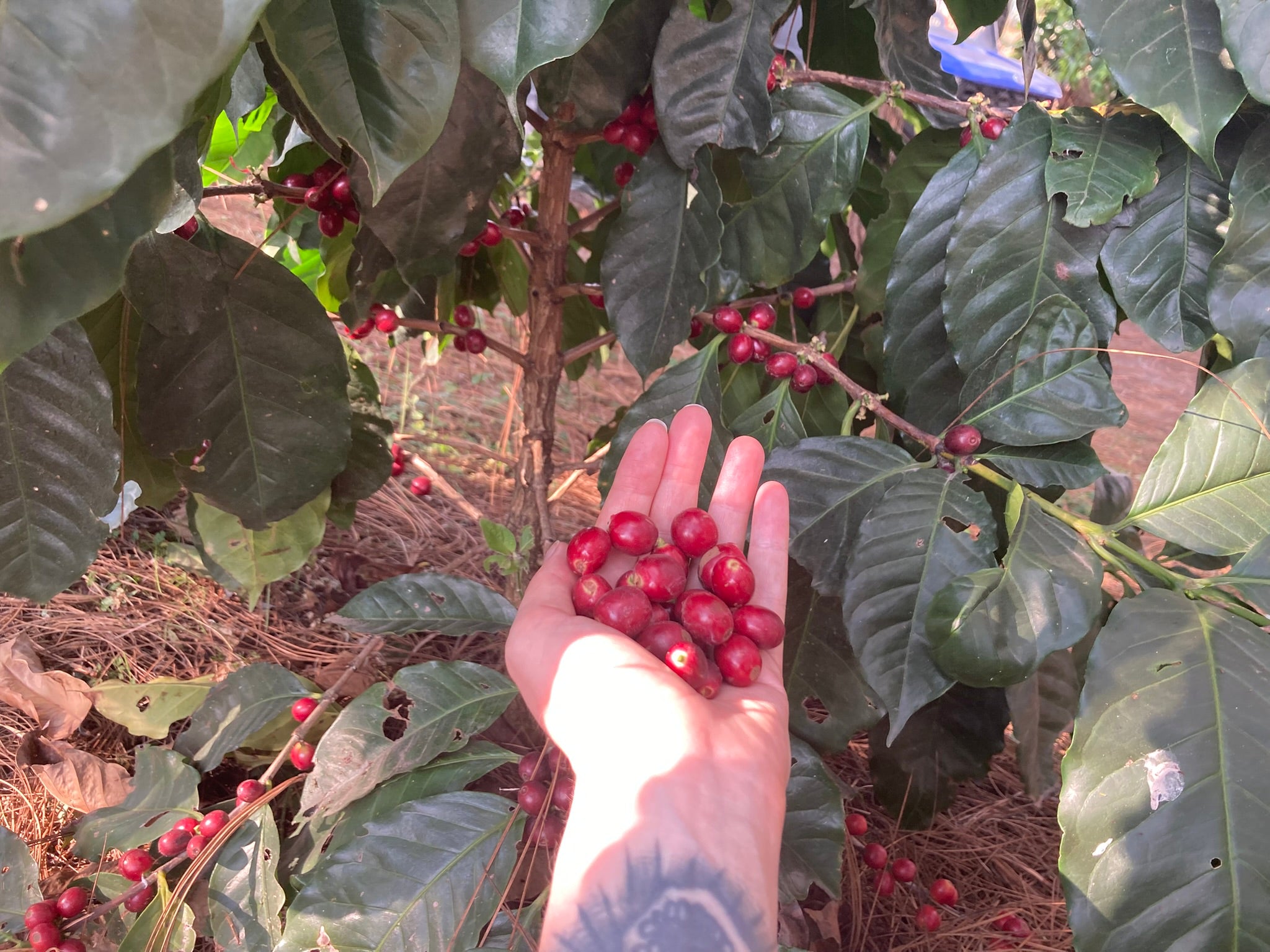 Gudmors Kaffe 1 kg Espresso Washed Whole Beans